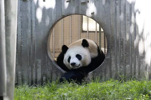 Close up Giant Panda Resting at the gate Stock Photos
