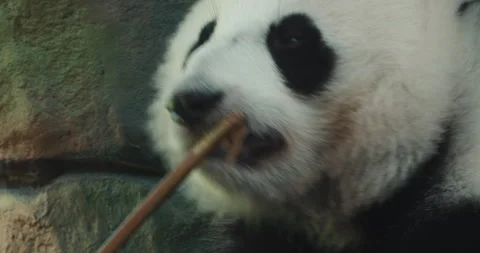 Close up giant panda in a zoo calmly chewing a bamboo stalk Video stock 344698460