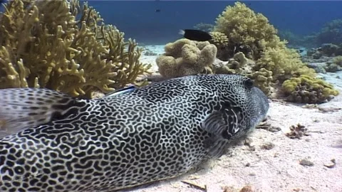 Close Up Of Giant Puffer Relaxing While Wrasse Cleans Stock Footage 300063069