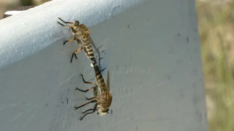 Close up of giant robber flies mating. Stock Footage 132144443