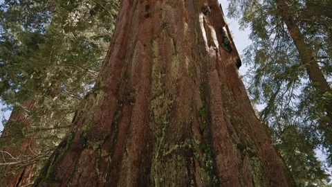Close Up of Giant Sequoia Bark Video stock 314896983