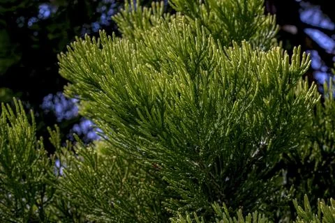 A close-up of a giant sequoia branch. Sequoiadendron giganteum. Sunlight sh.. Stockfoto's
