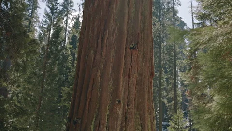 Close Up of Giant Sequoia Tree Trunk Stock Footage 314895962