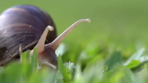 Close up of a Giant Snail Stock Footage 131789685
