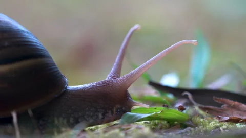 Close up of a Giant Snail Stock Footage 131789825