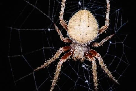 Close up of giant spider in web Stock Photos