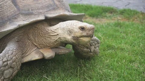 Close-up of a Giant Tortoise Crawling on Green Grass Surface Stock Footage 301233044