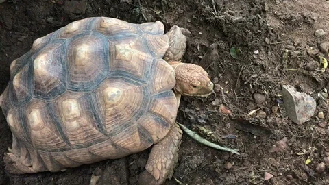Close - up of giant tortoise Stock Footage 98185147