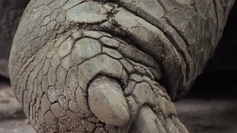 Close-up of Giant Tortoise Front Leg and Foot Video stock 341010020