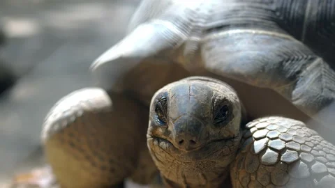 Close up of Giant tortoise head on the ground. Vídeo Stock 170432501