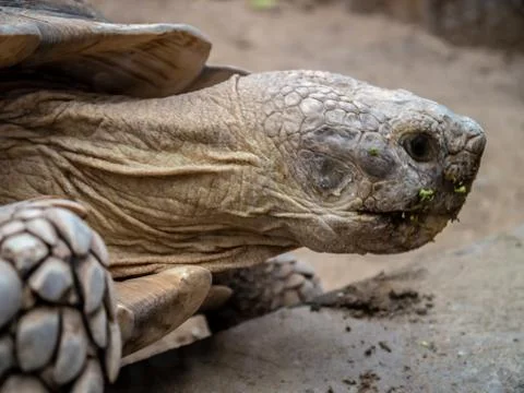 Close up of a giant tortoise Stock Photos