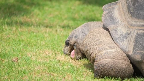 Close up of a giant tortoise in the wild on the grass. Portrait of huge reptiles Video stock 250454795
