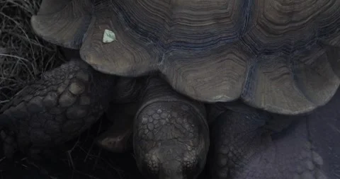 Close-up of a giant tortoise’s rugged shell and scaly legs Stock Footage 348005459