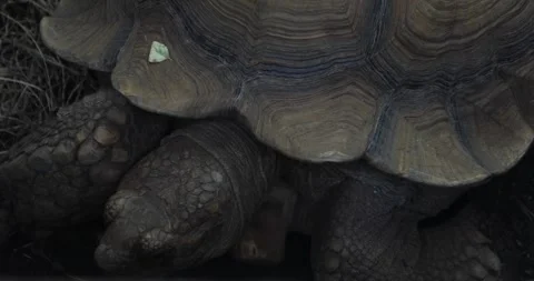 Close-up of a giant tortoise’s rugged shell and scaly legs Stock Footage 348005478