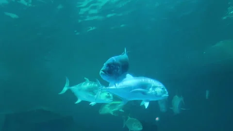Close-up of a giant trevally displaying its streamlined body and metallic she Stock Footage 336740339