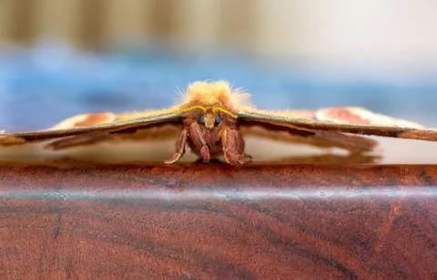 Close up of a giant Tulip-tree Silkmoth Stock Photos