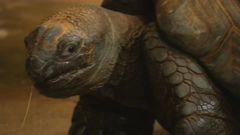 Close up of Giant turtle  Stock Footage 238885759