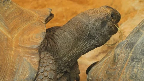 Close up of Giant turtle Stock Footage 238987493