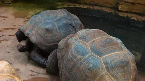 Close up of a giant turtle Stock Footage 246424545