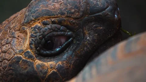 Close up of giant turtle Stock Footage 246589664