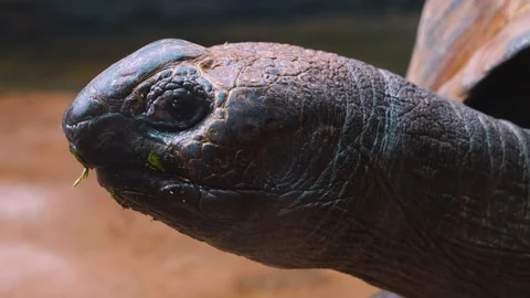 Close up of giant turtle Stock Footage 253736772