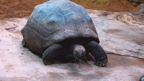 Close up of a giant turtle Stock Footage 254167860