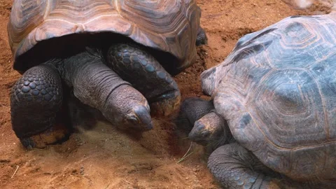 Close up of a giant turtle Stock Footage 254168030