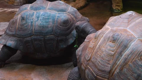 Close up of a giant turtle Stock Footage 254173091