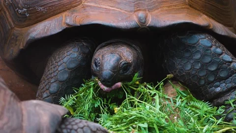 Close up of a giant turtle Stock Footage 254173145