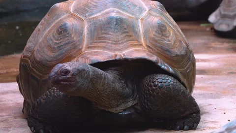 Close up of a giant turtle Stock Footage 254173613