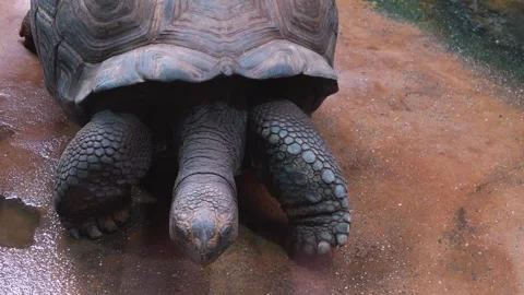 Close up of Giant turtle Video stock 254239460