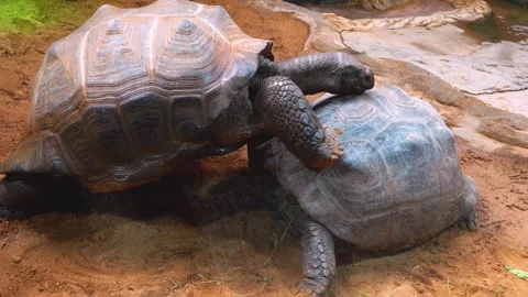 Close up of Giant turtle Stock Footage 254243522