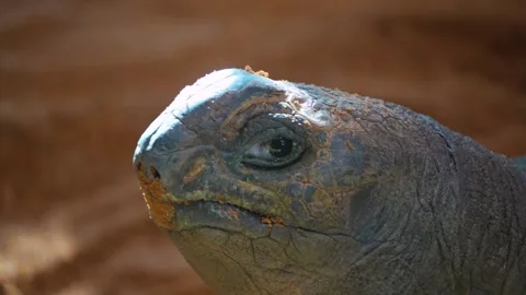 Close up of a Giant turtle Stock Footage 274578745