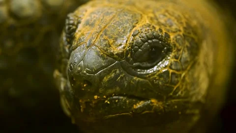 Close up of Giant turtle head Stock Footage 263553027