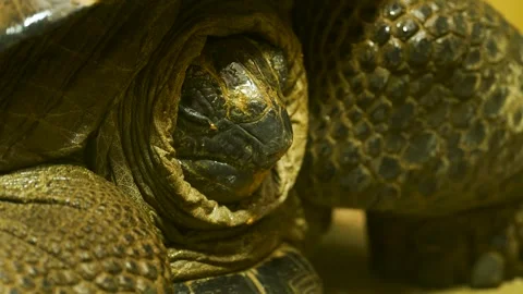 Close up of a giant turtle head Stock Footage 263598474