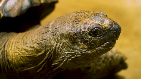 Close up of a giant turtle head Stock Footage 263599007