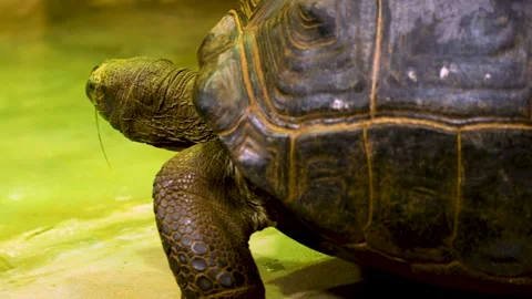 Close up of a giant turtle head Stock Footage 263599136