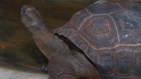 Close up of a giant turtle head  Stock Footage 271206116
