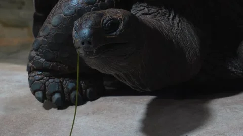 Close up of a giant turtle head  Stock Footage 271363128