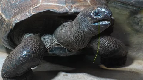 Close up of giant turtle head Stock Footage 271462362