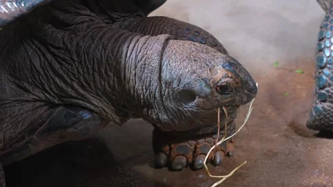 Close up of a giant turtle head  Stock Footage 274571131