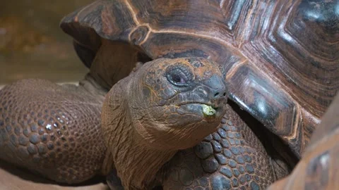 Close up of a giant turtle head Stock Footage 274573143
