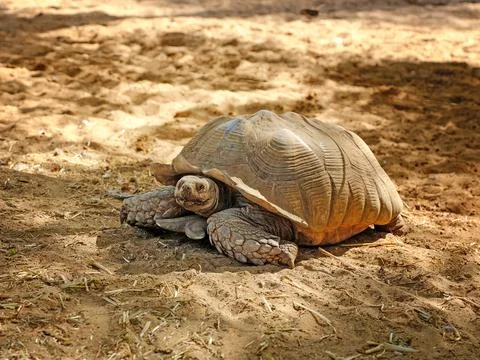 Close up of giant turtle walking on the ground Stock Photos