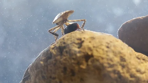 Close up of Giant water bug eating mealworm beetle Stock Footage 129205174