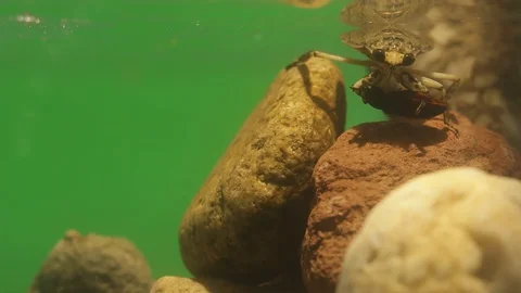Close up of Giant water bug eating mealworm beetle Stock Footage 129205194