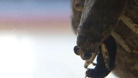 Close up of Giant water bug eating mealworm beetle Stock Footage 129205198