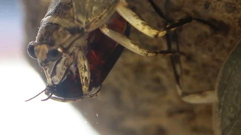 Close up of Giant water bug eating mealworm beetle Stock-Footage 129205212