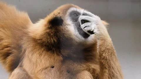 Close up of a gibbon monkey eating Stock Footage 261219529