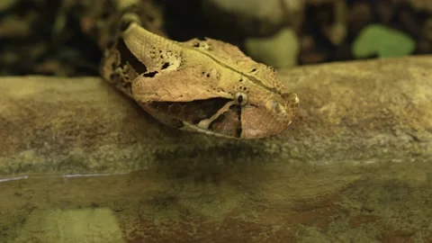 Close up of gibon viper Stock Footage 233438793