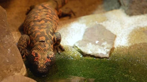 Close up of Gila monster Stock Footage 234164902